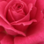 Różowy  - Róża wielkokwiatowa - Hybrid Tea - Sasad